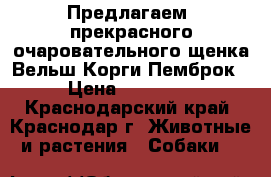 Предлагаем  прекрасного очаровательного щенка Вельш Корги Пемброк › Цена ­ 50 000 - Краснодарский край, Краснодар г. Животные и растения » Собаки   
